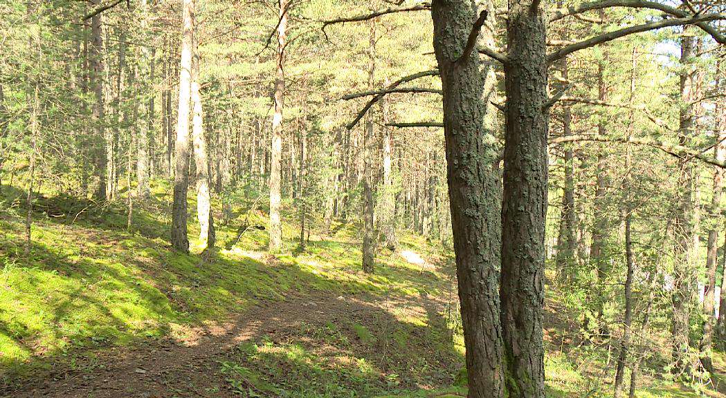 SANITAT-FORESTAL-ANDORRA20250603