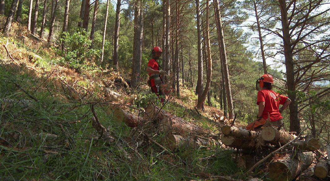 GESTI--BOSCOS-ORDINO20250622
