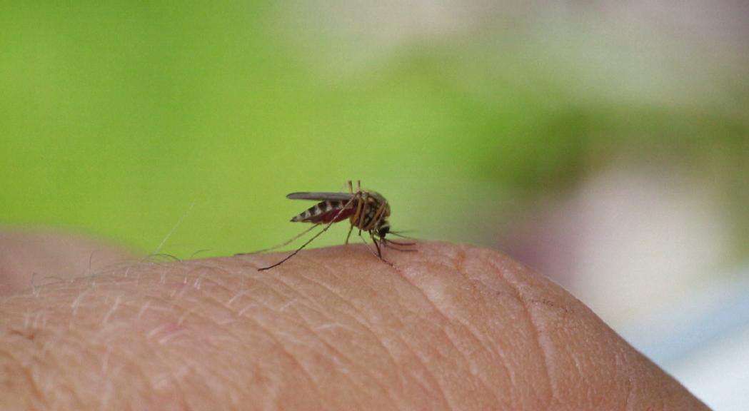 -ESTUDI-MOSQUITS20250729