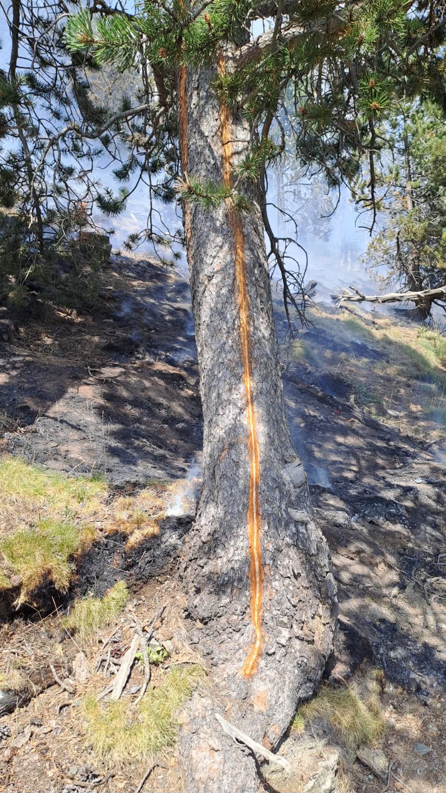 FOTO LLAMP ARBRE.jpeg