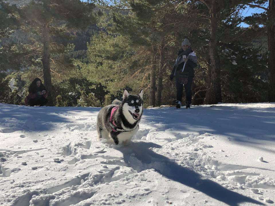 joan_aleixendri_nevada_08022018
