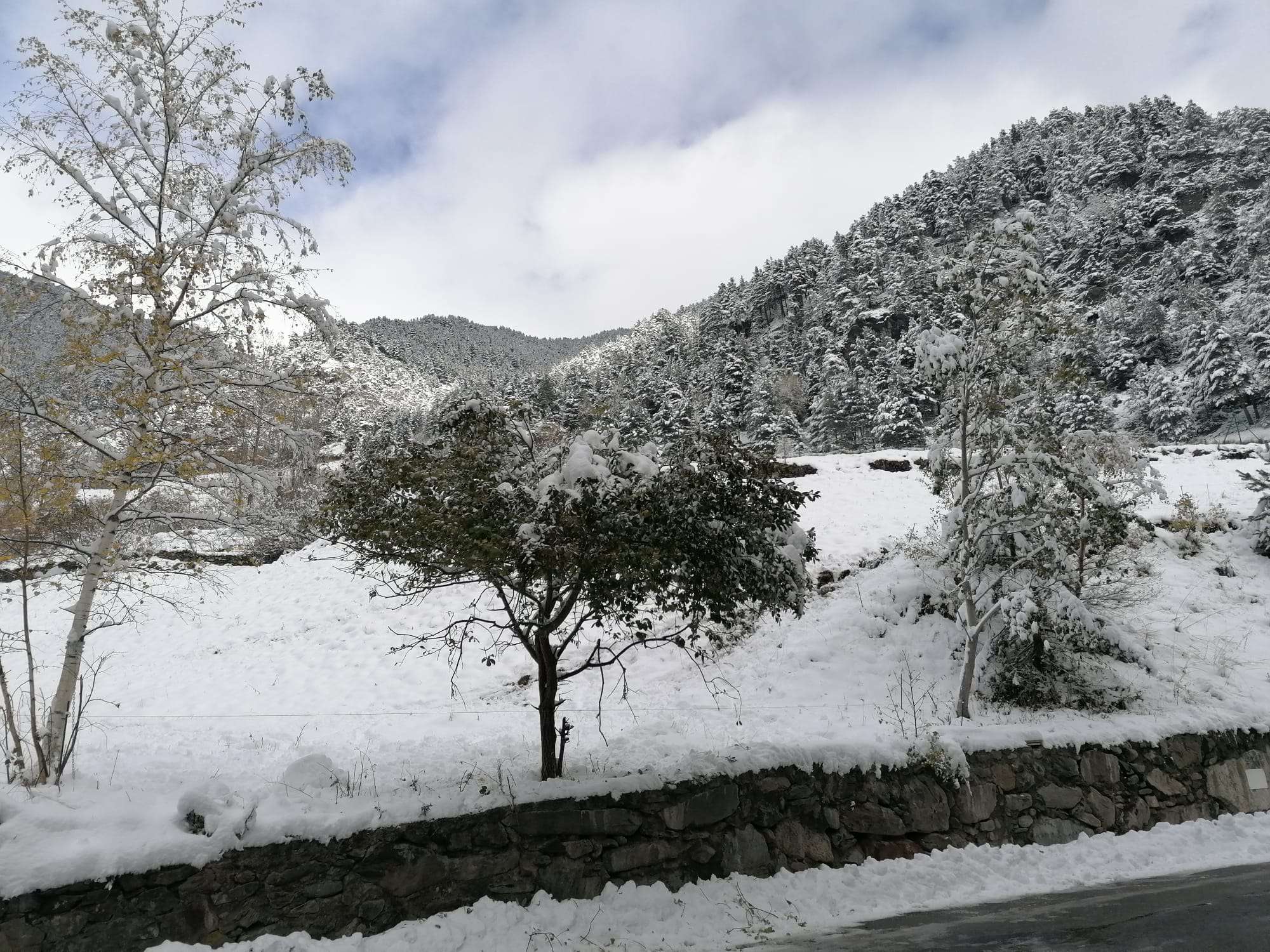 neu_arinsal_gerard_gort_15112019