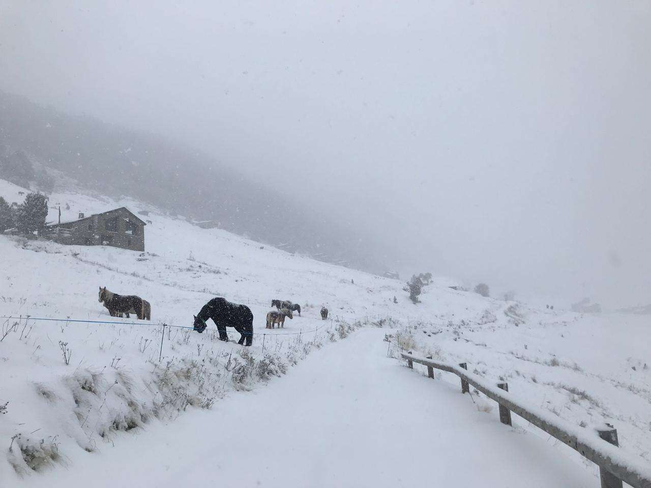 neu_incles_cavalls_arnau_casal_14112019