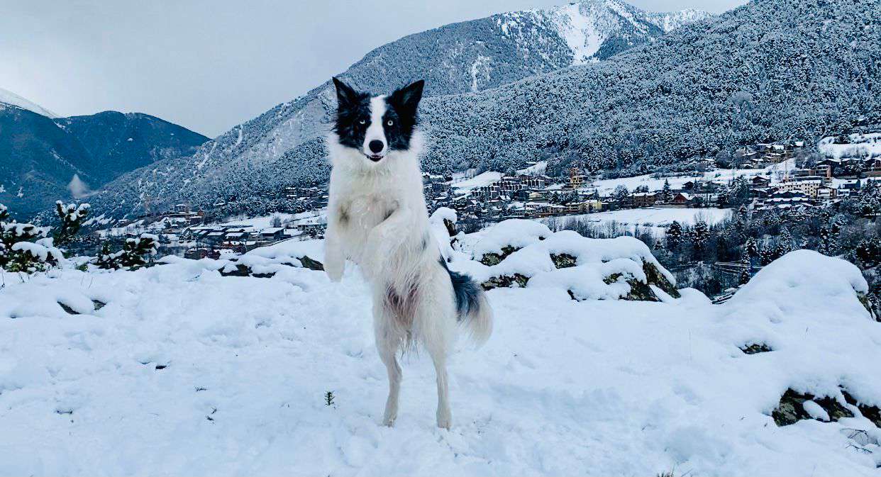 foto_gos_nevades_mimi_sergi_linares_200123