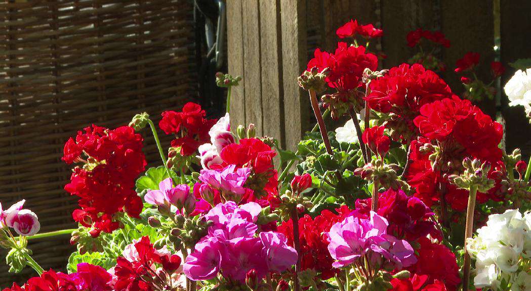 andorradifusio_rtva_castellers_envoltats_plantes_flors_andoflora_245202520553