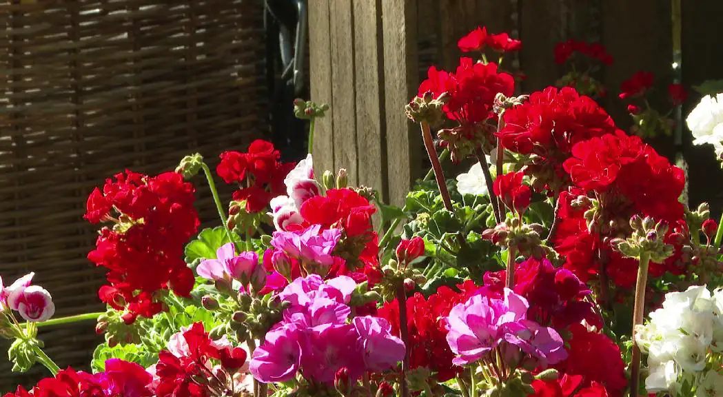 andorradifusio_rtva_castellers_envoltats_plantes_flors_andoflora_245202520553